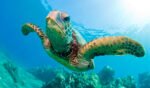 tortugas