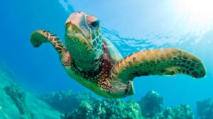 tortugas