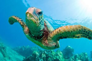 tortugas