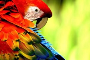 guacamaya