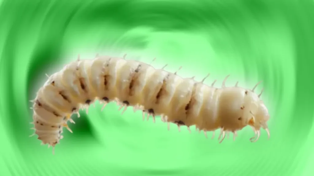 Alerta sanitaria en Chiapas por Gusano Barrenador; caen presuntos criminales en operativo de seguridad 10 Gusano Barrenador