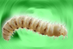 Gusano Barrenador