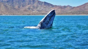 ballena gris