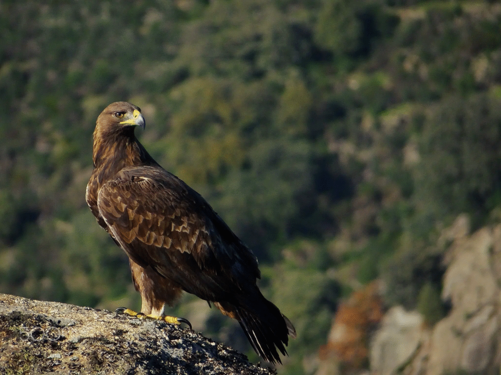 El negocio de la naturaleza: aves mantienen la salud y productividad de ecosistemas 11 image 130