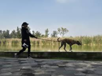 Aprueban más recursos para instituciones de bienestar animal y medio ambiente en la CDMX 12 image 165