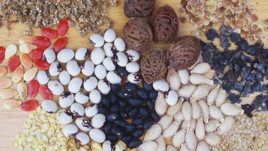 Semillas para el nuevo ciclo: soberanía alimentaria y futuro agrícola en México 11 image 195