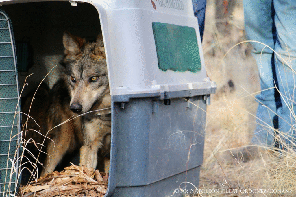 Durango se prepara para recibir y liberar lobos mexicanos en un esfuerzo histórico de conservación 11 image 216