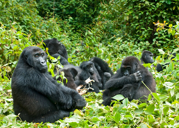 Evolución ante la adversidad: La homosexualidad en primates como respuesta a entornos naturales difíciles 11 image 223