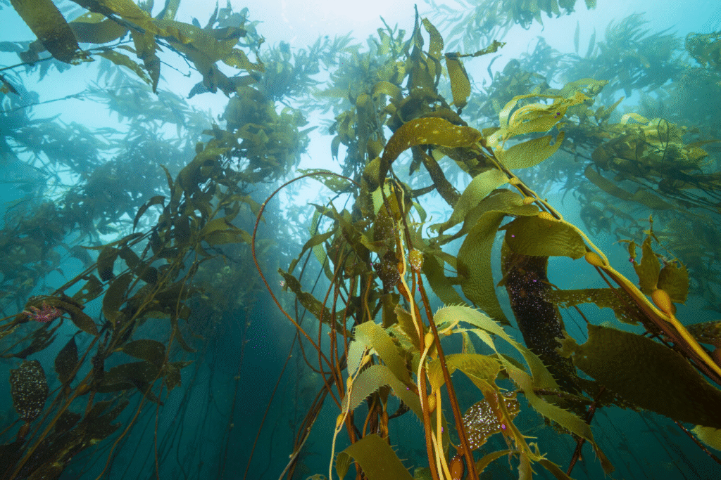 Alertan por pérdida acelerada de bosques de kelp en Baja California por crisis climática 11 image 228