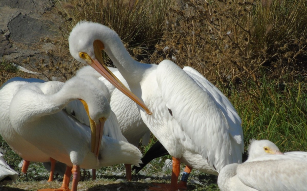 Pelícanos blancos regresan al Lago de Texcoco tras 15 años 10 image 266