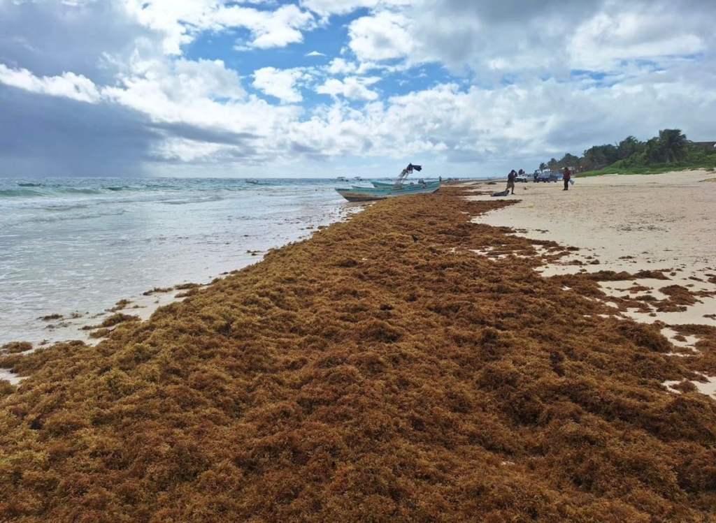 Gobierno federal y estatal coordinan acciones ambientales con enfoque preventivo y sustentable en el Caribe mexicano 11 image 269
