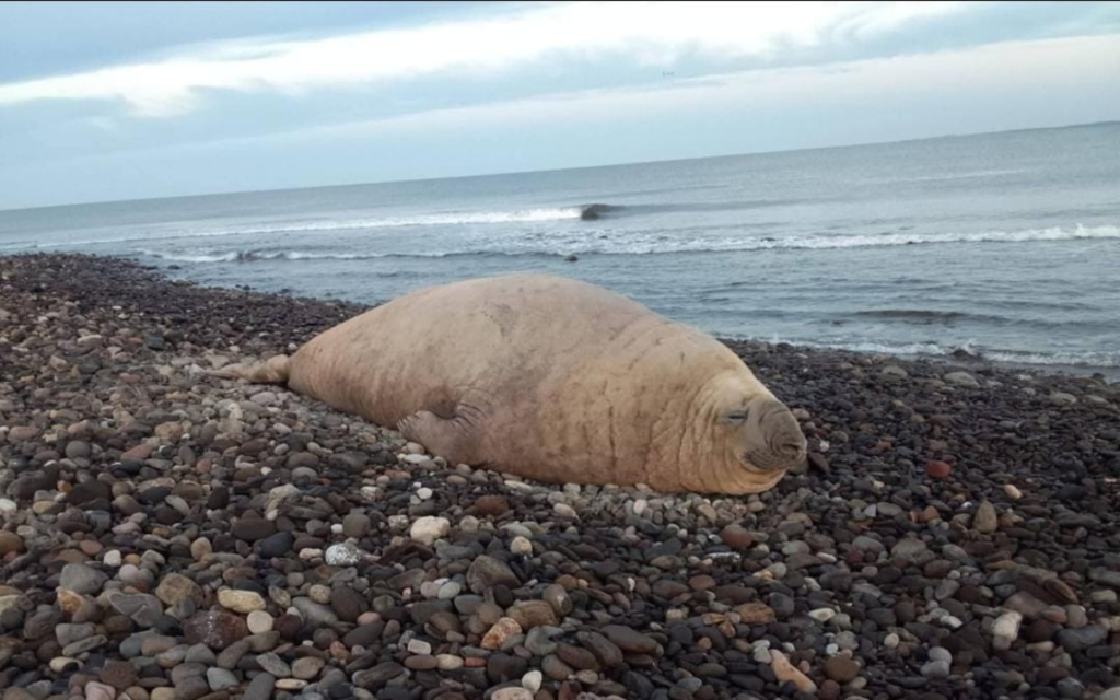 Profepa resguarda a “Panchito”, elefante marino que volvió a playas de Nayarit 11 image 272