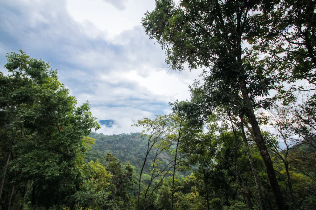 Las acciones que está tomando SEMAREN en el cuidado de la biodiversidad en la Montaña de Guerrero 11 image 39