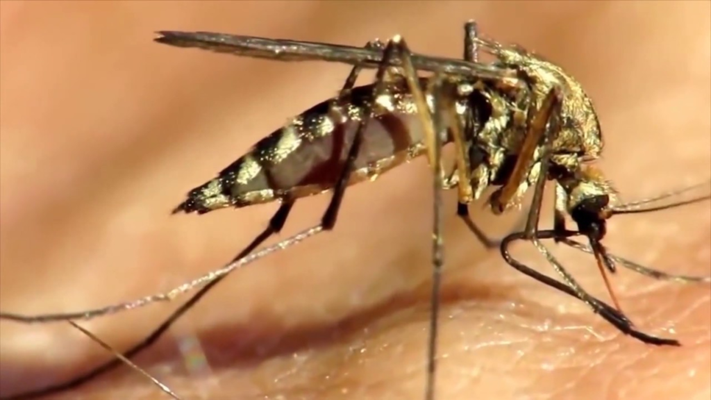 Investigador de la UAS advierte aumento inusual de mosquitos por variaciones climáticas 11 image 405