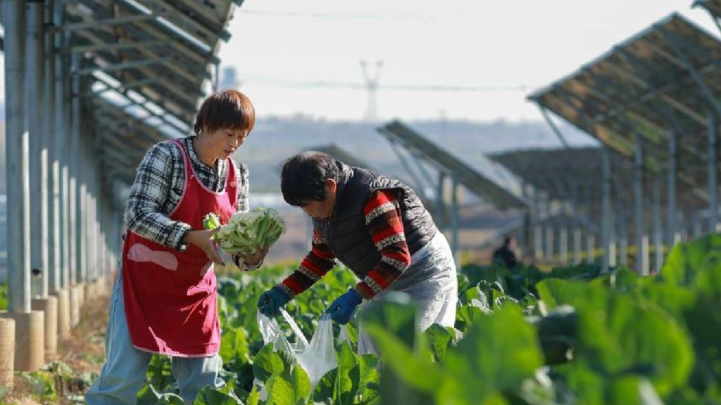 El salto tecnológico de China: La carrera por enfriar el planeta mediante la innovación 11 image 441