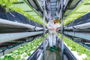 Hidroponía industrial