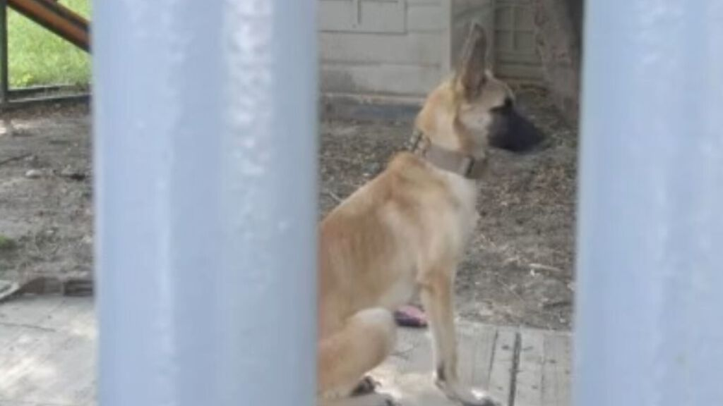 Clausuran Centro de Bienestar Animal en Santa Catarina por irregularidades y presunto maltrato 12 image 5