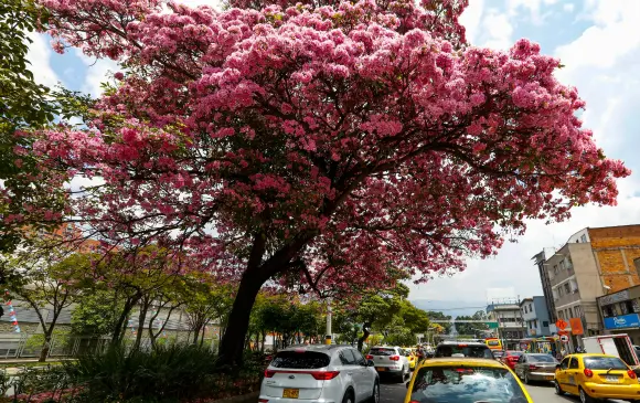 Incendios, colorines, retos: lo que la primavera trae consigo para Guerrero este año 11 image 513
