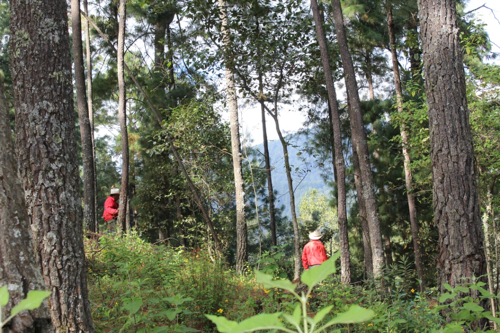 Pago por servicios ambientales y su gran impacto en la conservación de la biodiversidad 10 image 516