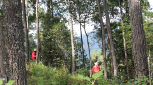 Pago por servicios ambientales y su gran impacto en la conservación de la biodiversidad