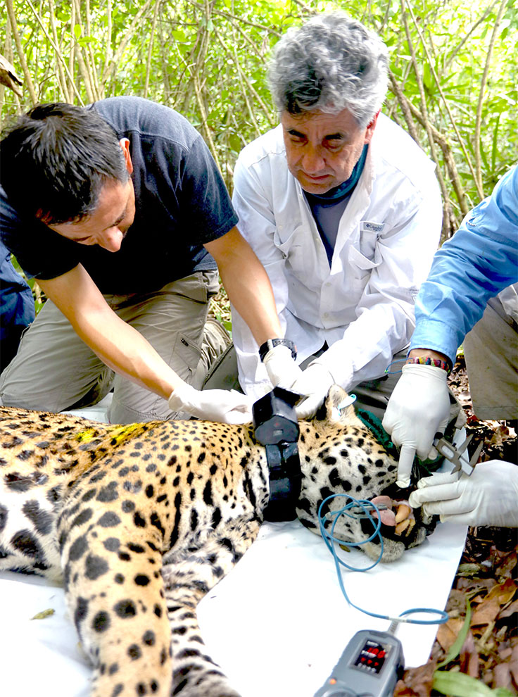 Conservación urgente: el jaguar enfrenta una amenaza silenciosa 11 image 535