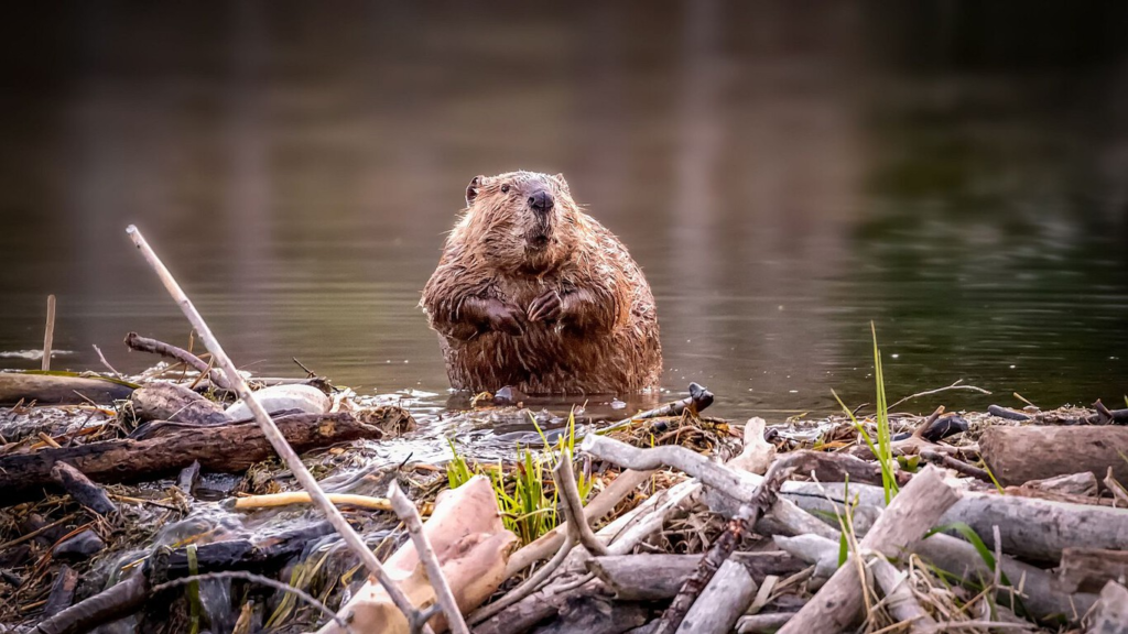 El increíble poder de los castores para restaurar hábitats y combatir la crisis climática 12 image 555