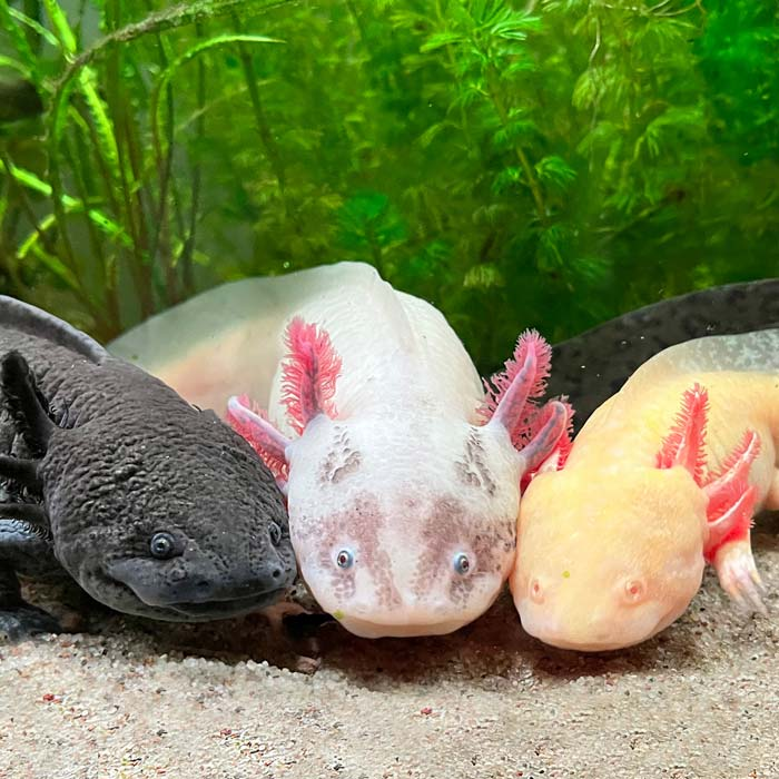 Axolotitlán: un documental de resiliencia y esperanza ambiental 10 image 591