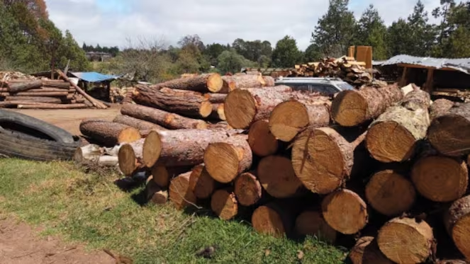 Diputados impulsan sistema para frenar delitos ambientales en el Estado de México 10 image 654