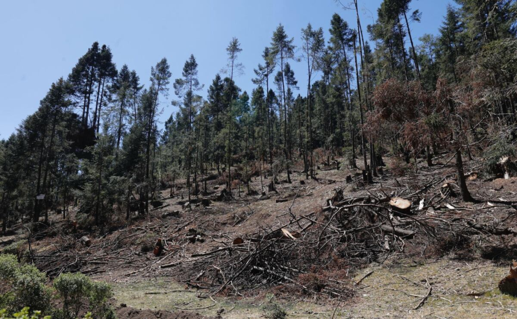 Diputados impulsan sistema para frenar delitos ambientales en el Estado de México 11 image 655
