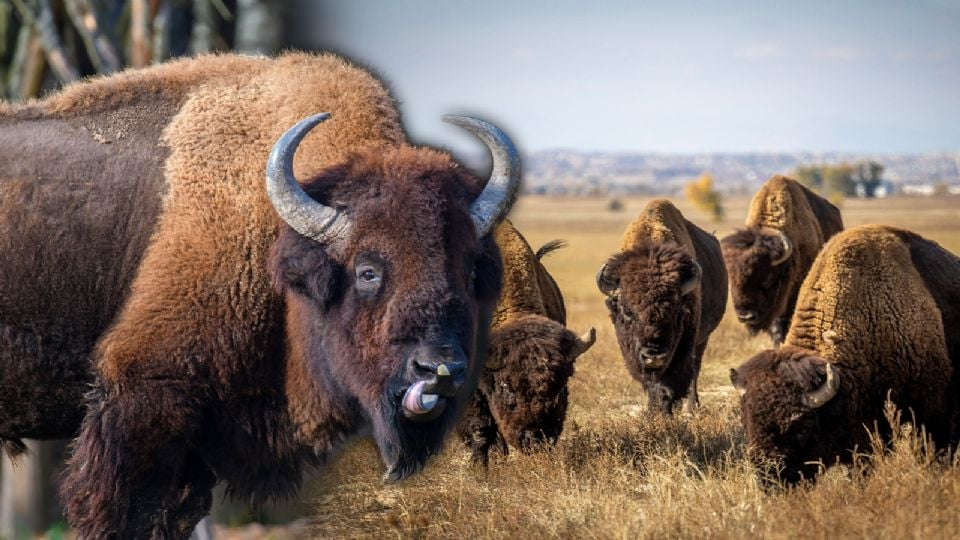 bisonte