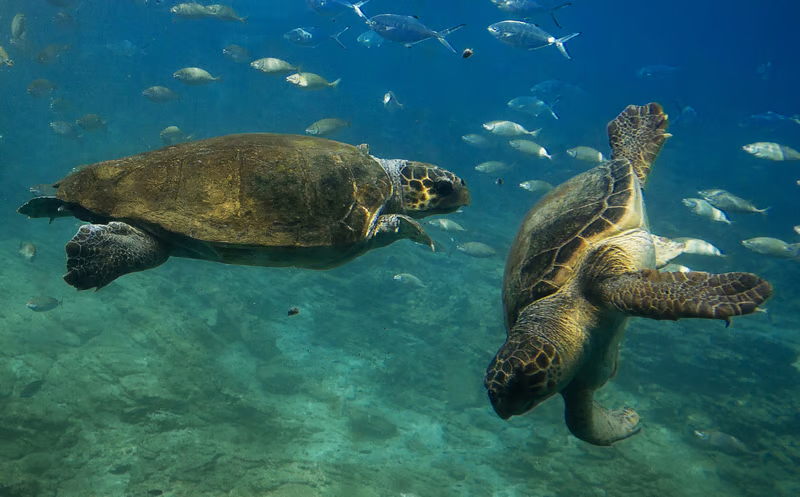 Día Mundial de las Tortugas: por qué se celebra y cuál es su importancia para el planeta 12 image 896