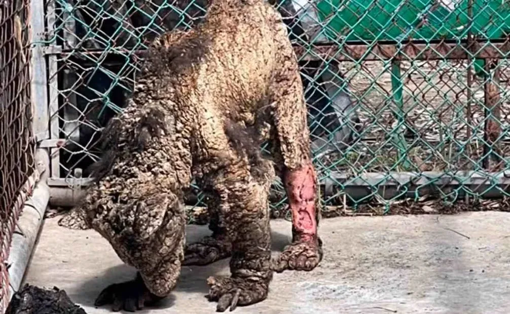 image 931