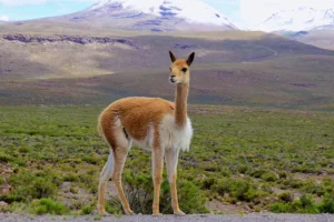 imagen 1 1 5