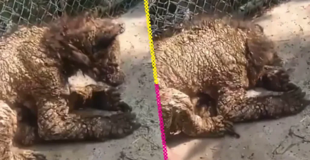 Mina, la osa rescatada de La Pastora comienza rehabilitación en instalaciones dignas 10 imagen 1 10 2