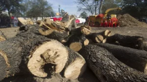 tala nocturna de árboles