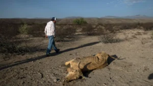 La sequía golpea con fuerza al norte de México: