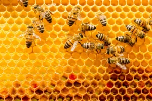 Las abejas urbanas: aliadas invisibles