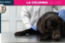 Ahora hasta los animales se quedan sin medicinas