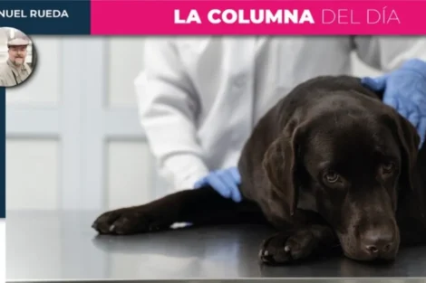 Ahora hasta los animales se quedan sin medicinas