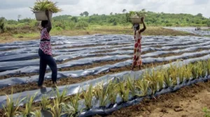 Plásticos de un solo uso