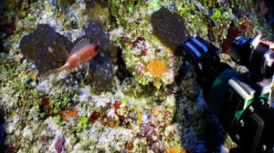 arrecifes mesofóficos