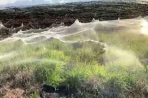 El "invierno de seda":