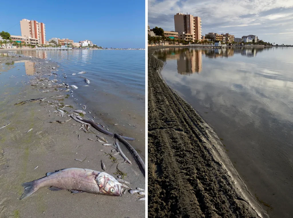 Mar Menor enfrenta la contaminación con plan de restauración y reconocimiento de la ONU 10 imagen 1 6 3