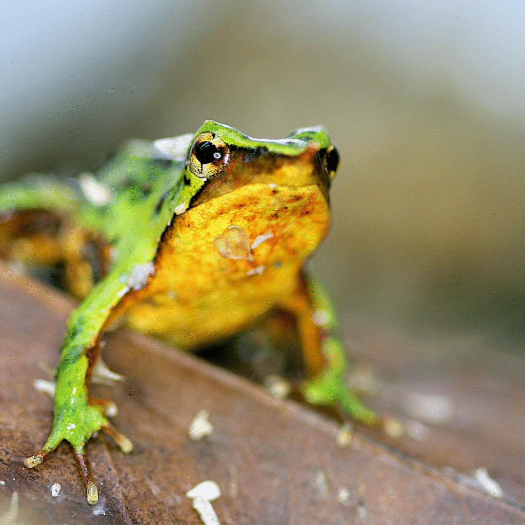Chile y Argentina unen fuerzas para escuchar a la ranita de Darwin: su canto, clave contra el cambio climático 10 imagen 1ansas