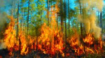 incendios forestales