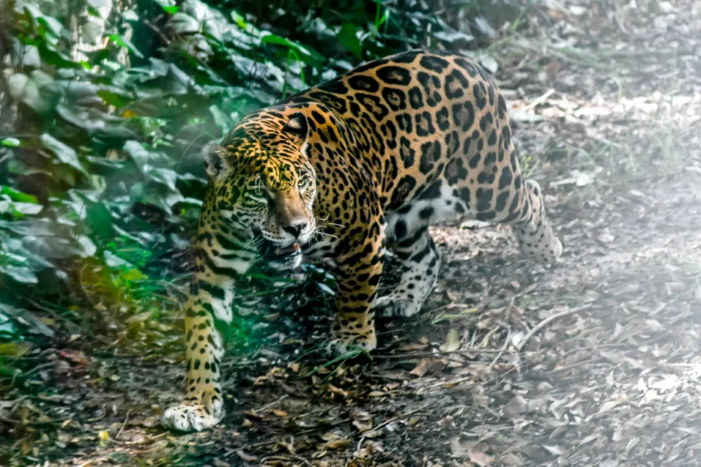 Jaguar y su Ecosistema