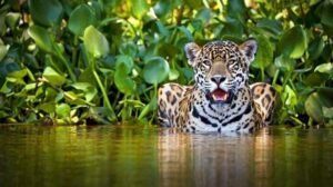 jaguar