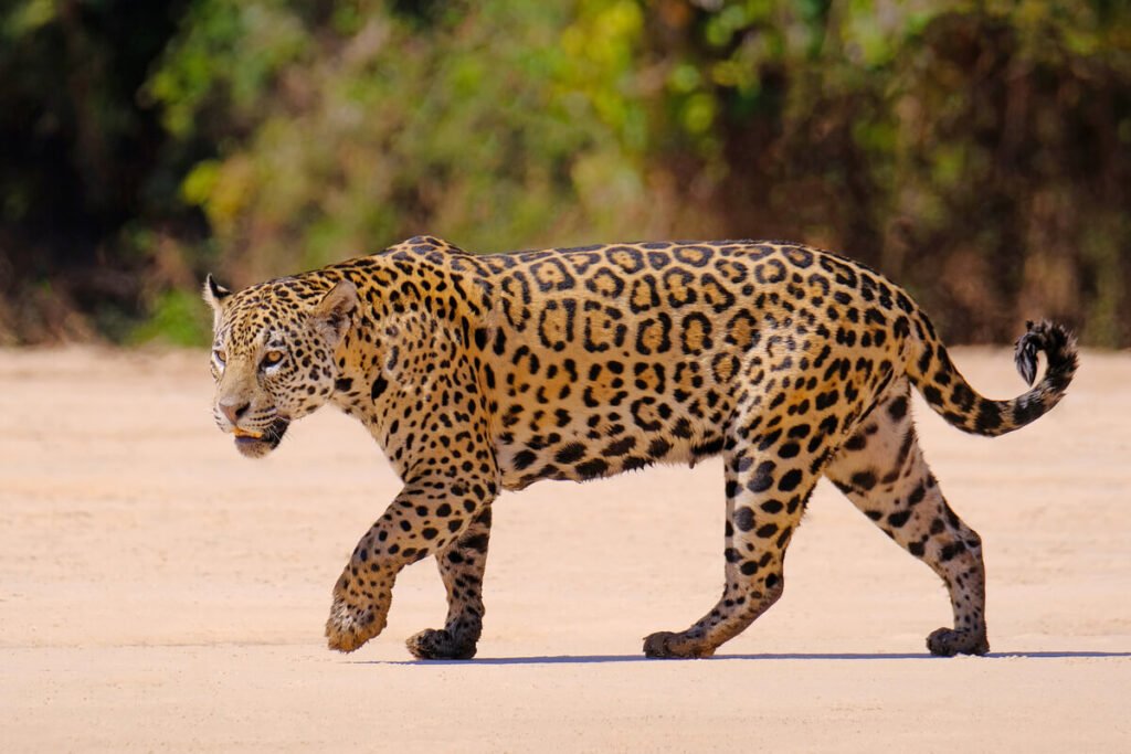 Conservación urgente: el jaguar enfrenta una amenaza silenciosa 10 JAGUAR