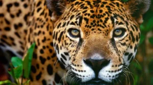 jaguares