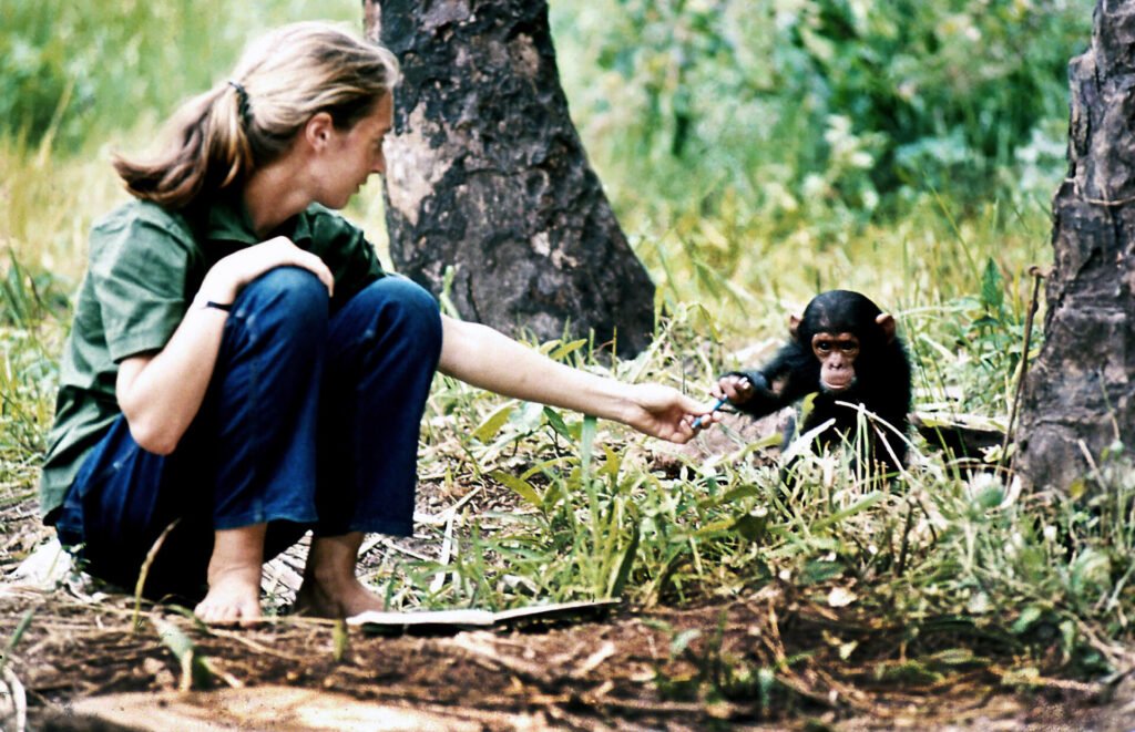 jane goodall en gombe 9 1